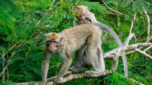 Macaca fascicularis (kera ekor panjang, monyet ekor panjang, long-tailed macaque, crab-eating monkey, cynomolgus macaque) with his mate photo