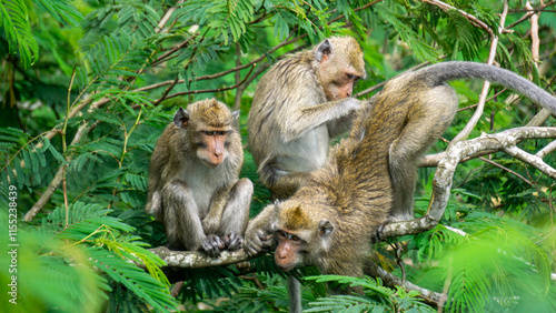 Macaca fascicularis (kera ekor panjang, monyet ekor panjang, long-tailed macaque, crab-eating monkey, cynomolgus macaque) with his mate photo