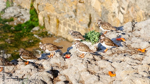 the beautiful bird of the black - - headed gull ( phalus cardus rididus ) on the rock in the sea, in the photo