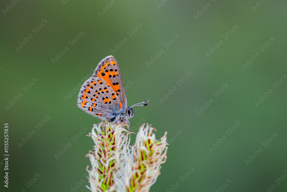 Akbes Poppy Butterfly (Tomares nesimachus) in its natural habitat in Izmir Yamanlar Mountain