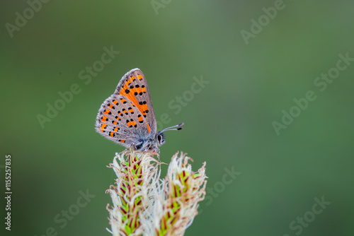Obraz na płótnie Akbes Poppy Butterfly (Tomares nesimachus) in its natural habitat in Izmir Yamanlar Mountain w salonie