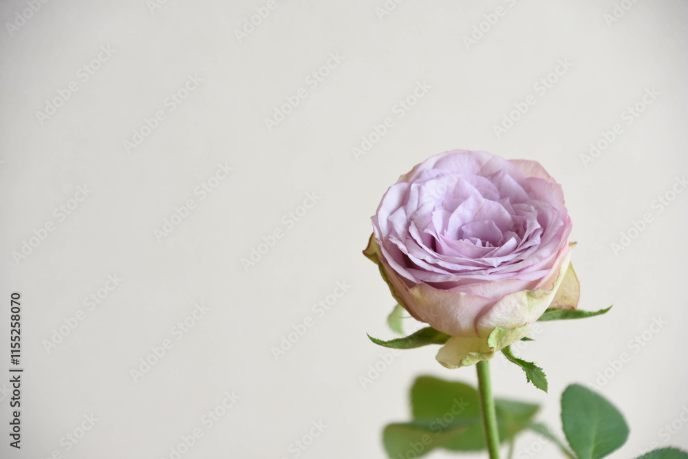 紫の薔薇 紫の薔薇