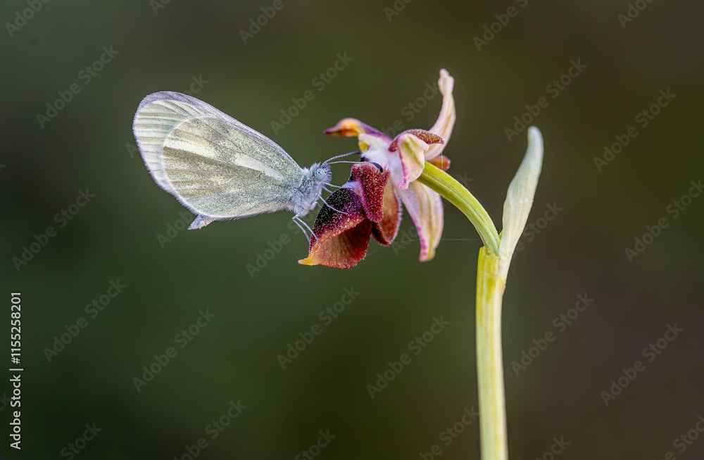 Delicate Forest White (Leptidea sinapis) in its natural habitat in Izmir Yamanlar Mountain