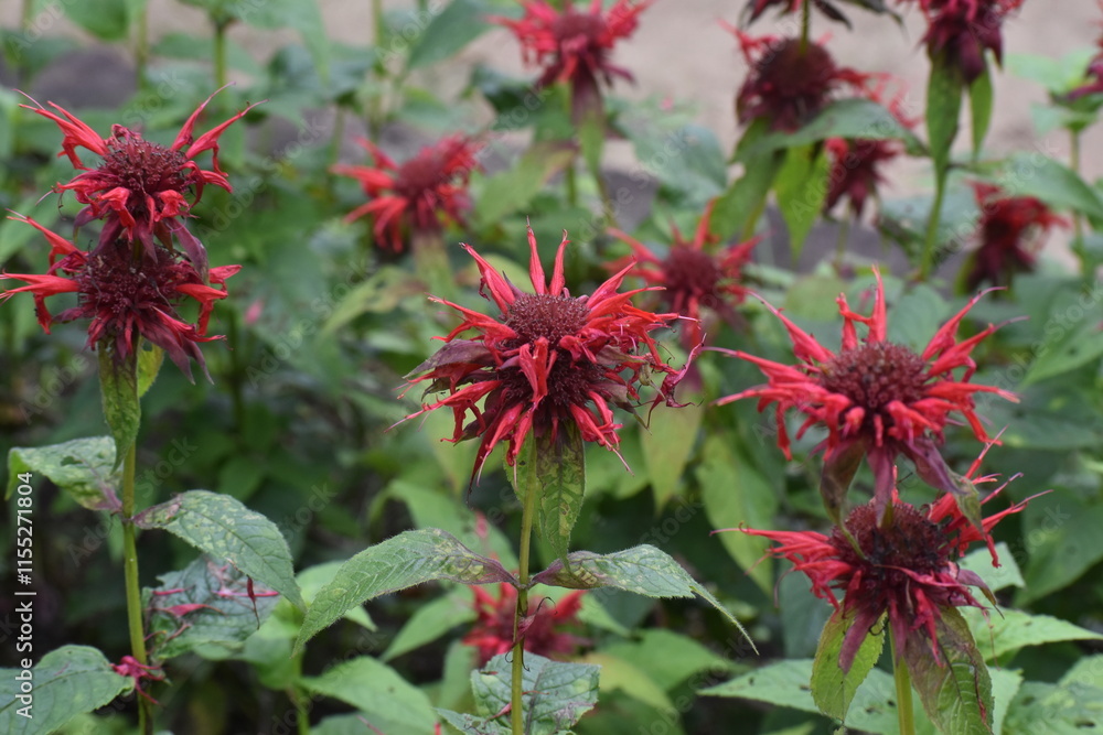 Flower Red-20 Flower Red-20