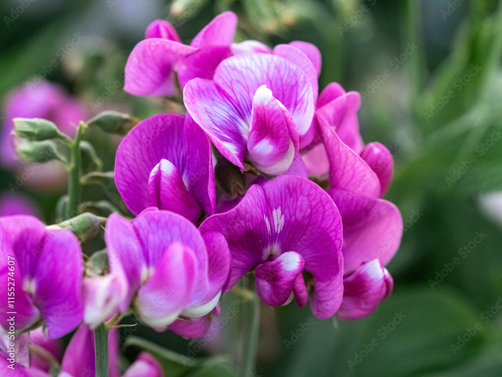 Beautiful pink sweet pea flowers 3