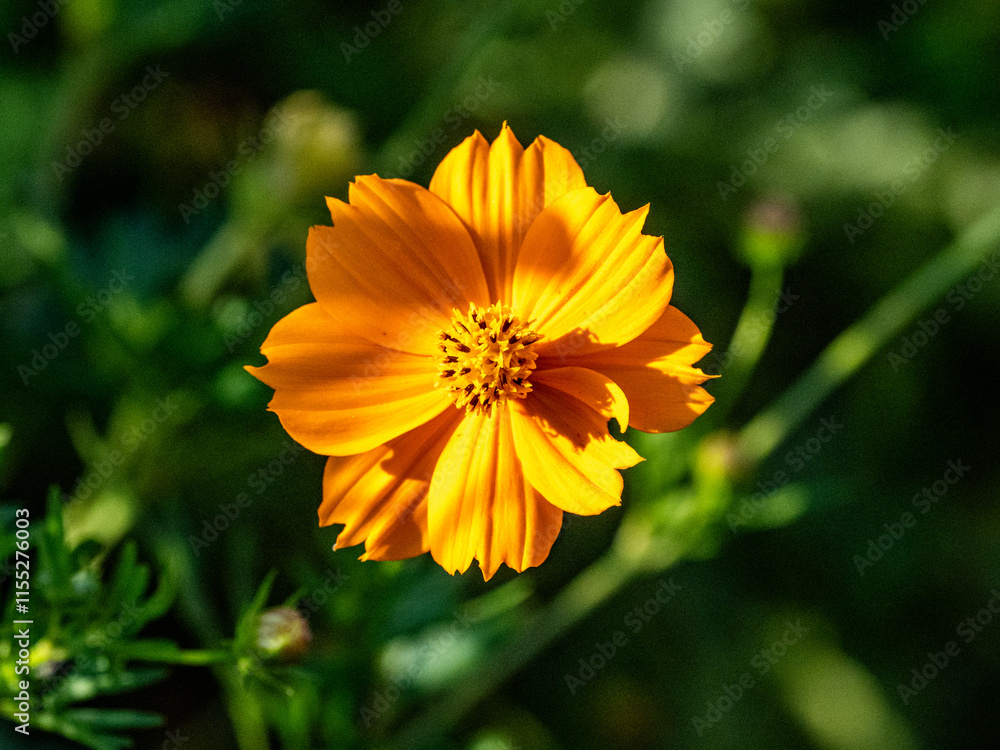 bright golden cosmos wild flower in bloom 5 bright golden cosmos wild flower in bloom 5
