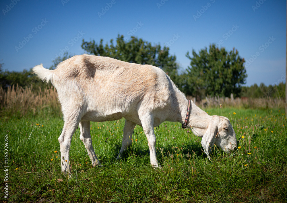A pet with horns and a beard stays in the sun near the branches of trees A pet with horns and a beard stays in the sun near the branches of trees