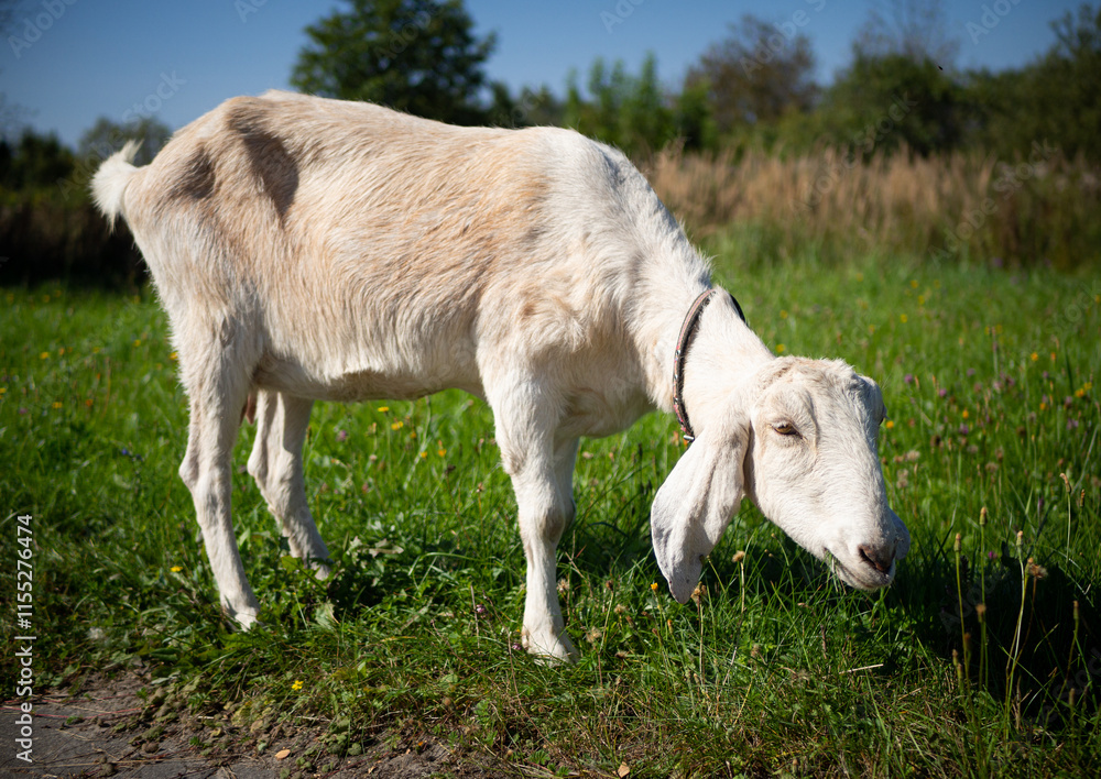 A pet with horns and a beard stays in the sun near the branches of trees A pet with horns and a beard stays in the sun near the branches of trees