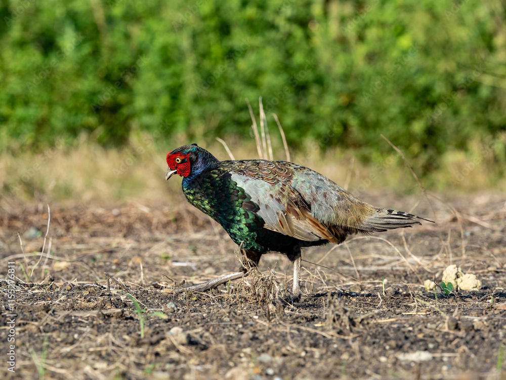 Pheasant Family in a field photo series 7 Pheasant Family in a field photo series 7