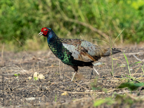 Pheasant Family in a field photo series 6 photo