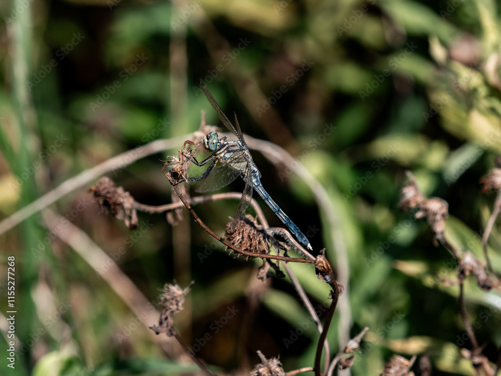 male white-tailed skimmer on dead weeds 2 male white-tailed skimmer on dead weeds 2