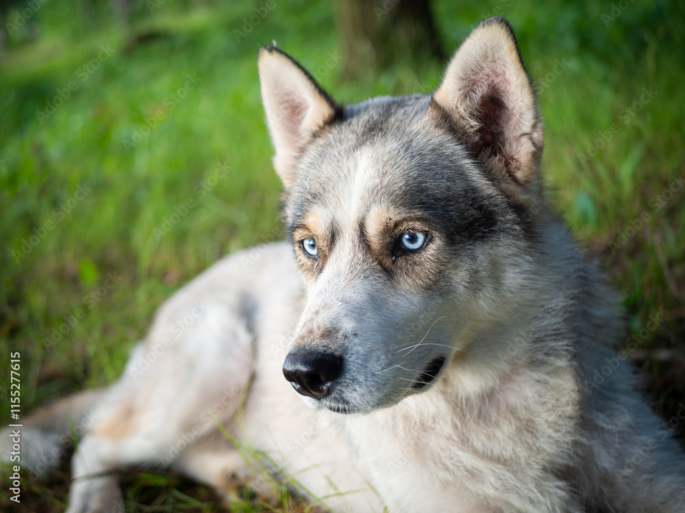 Portrait of a Siberian dog breed during sunset in a meadow.