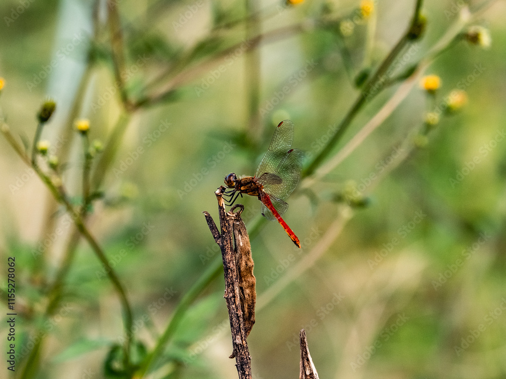 An Autumn Darter Dragonfly perched on a stick 9 An Autumn Darter Dragonfly perched on a stick 9