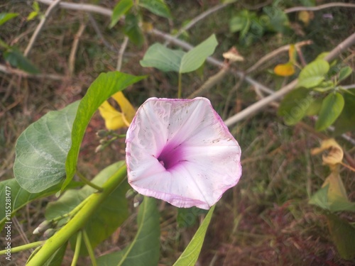 Ipomoea carnea flower,Behaya White Flower,The plant of ipomoea carnea with bud flowers ,morning glory bud of Morning Glory Tree or Ipomoea Carnea Jacq photo