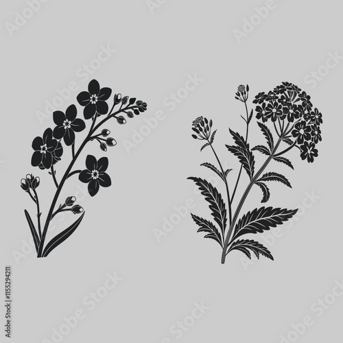 verbena flower silhouette vector design art and illustration