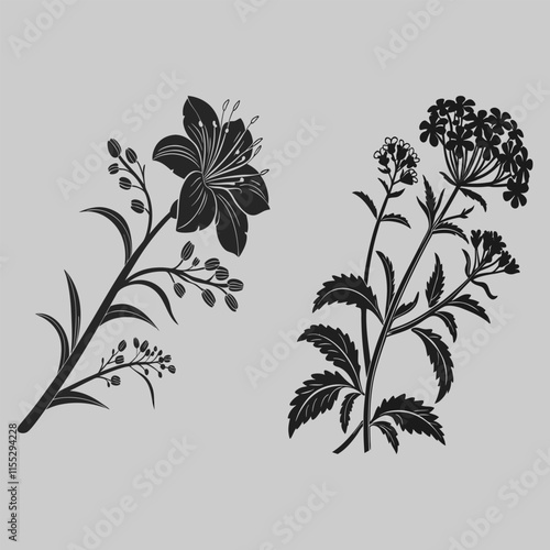 verbena flower silhouette vector design art and illustration