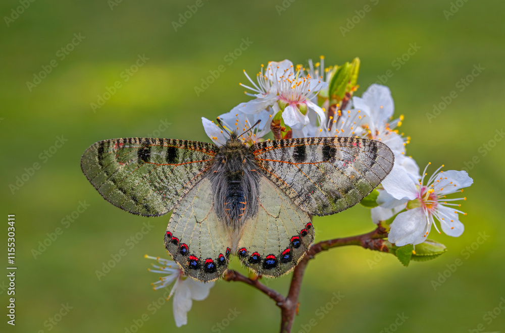 False Apollo butterfly (Archon apollinus) on plant