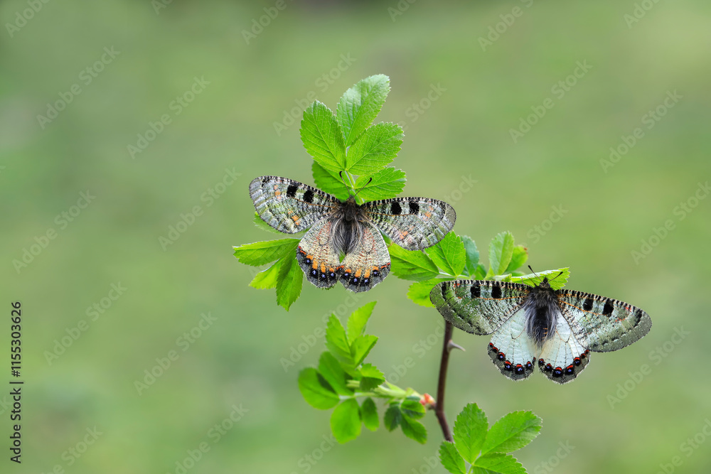 False Apollo butterfly (Archon apollinus) on plant