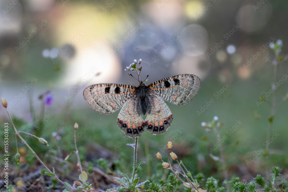 False Apollo butterfly (Archon apollinus) on plant