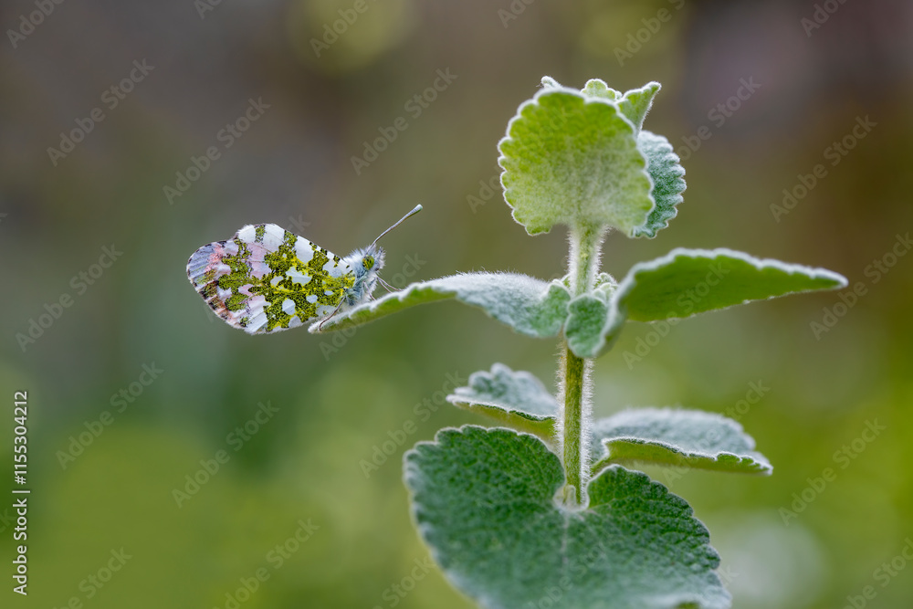 Orange Fancy Butterfly (Anthocharis cardamines) on plant