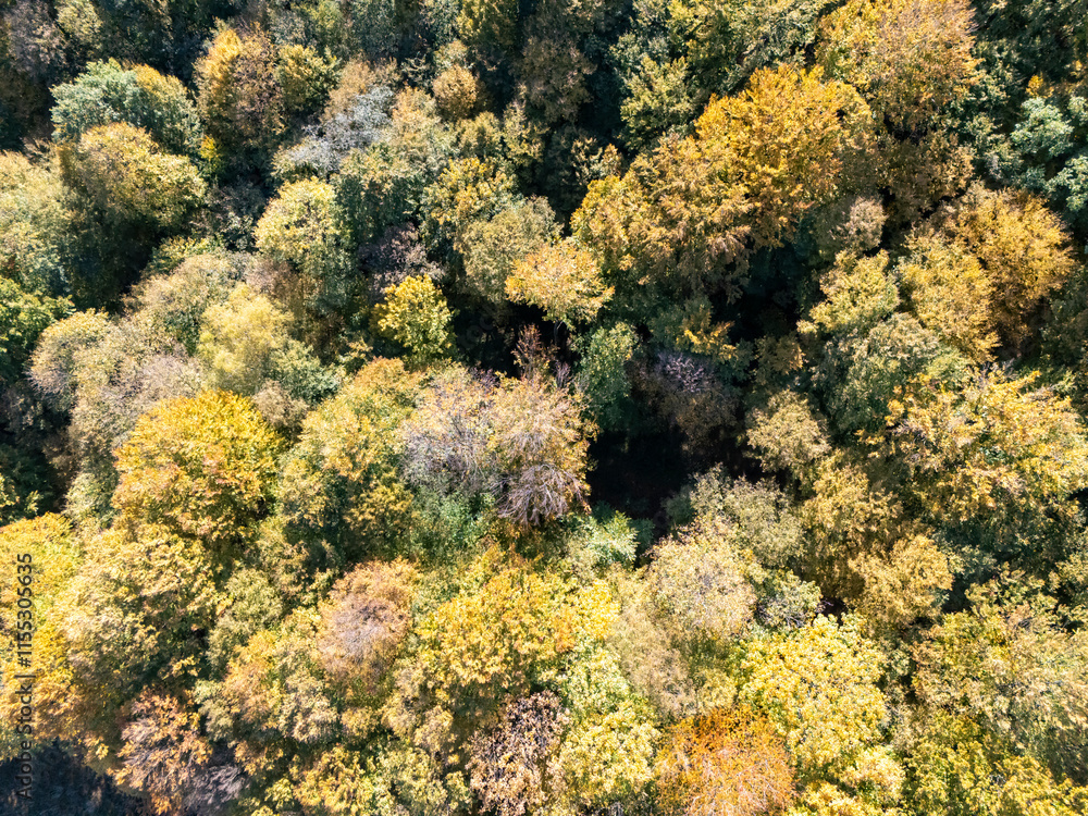 Aerial view of a vibrant forest showcasing autumn foliage with various shades of yellow, orange, and green Aerial view of a vibrant forest showcasing autumn foliage with various shades of yellow, orange, and green