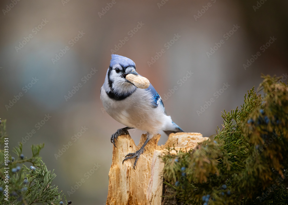 Fototapeta premium blue jay perched on a branch with peanut