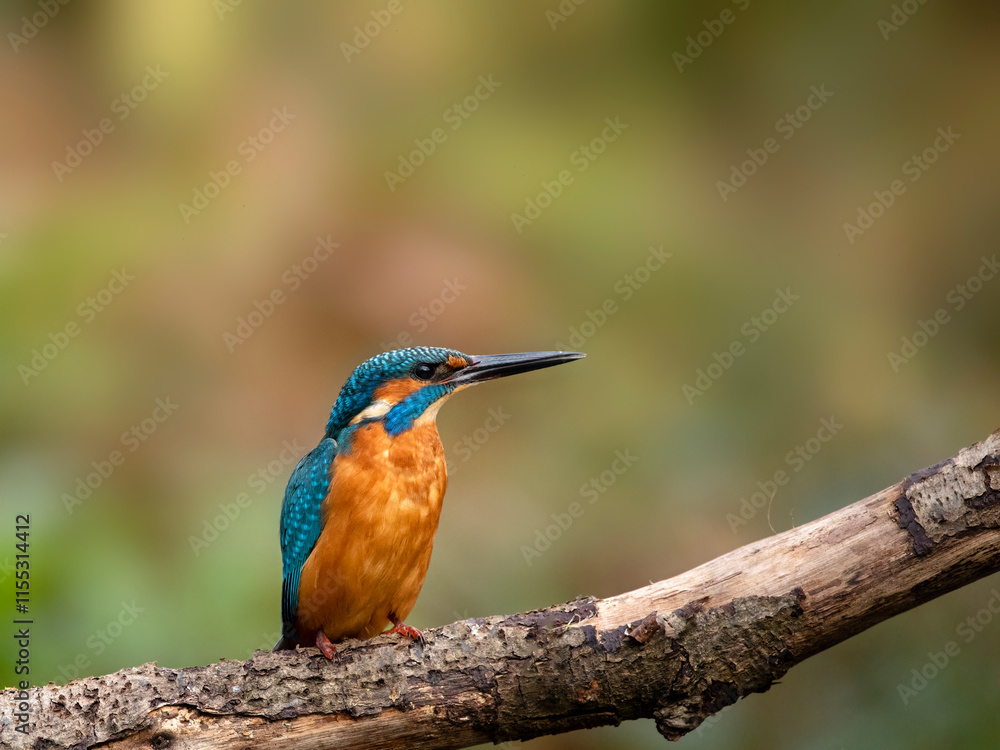 Obraz premium Kingfisher (Alcedo atthis) perched on branch showing front and breast of bird