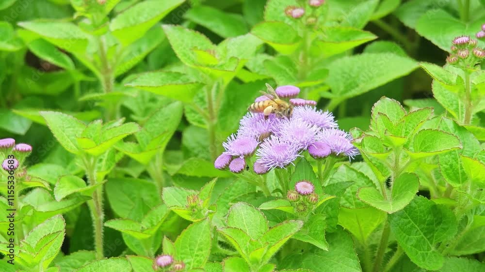Purple flowers and bees on the background Purple flowers and bees on the background