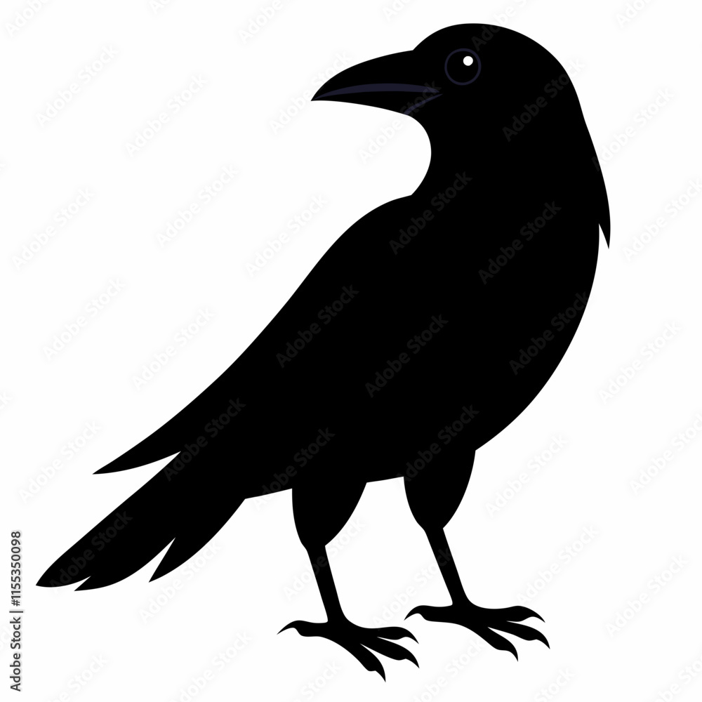 black crow isolated black crow isolated