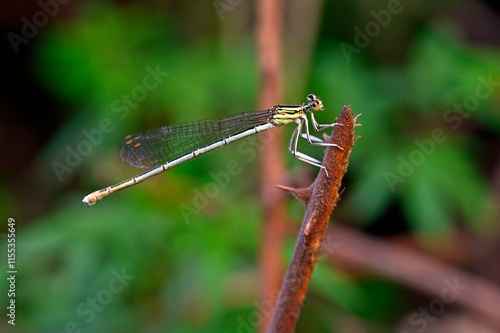 Blaue Federlibelle - Weibchen // White-legged damselfly - female (Platycnemis pennipes) photo