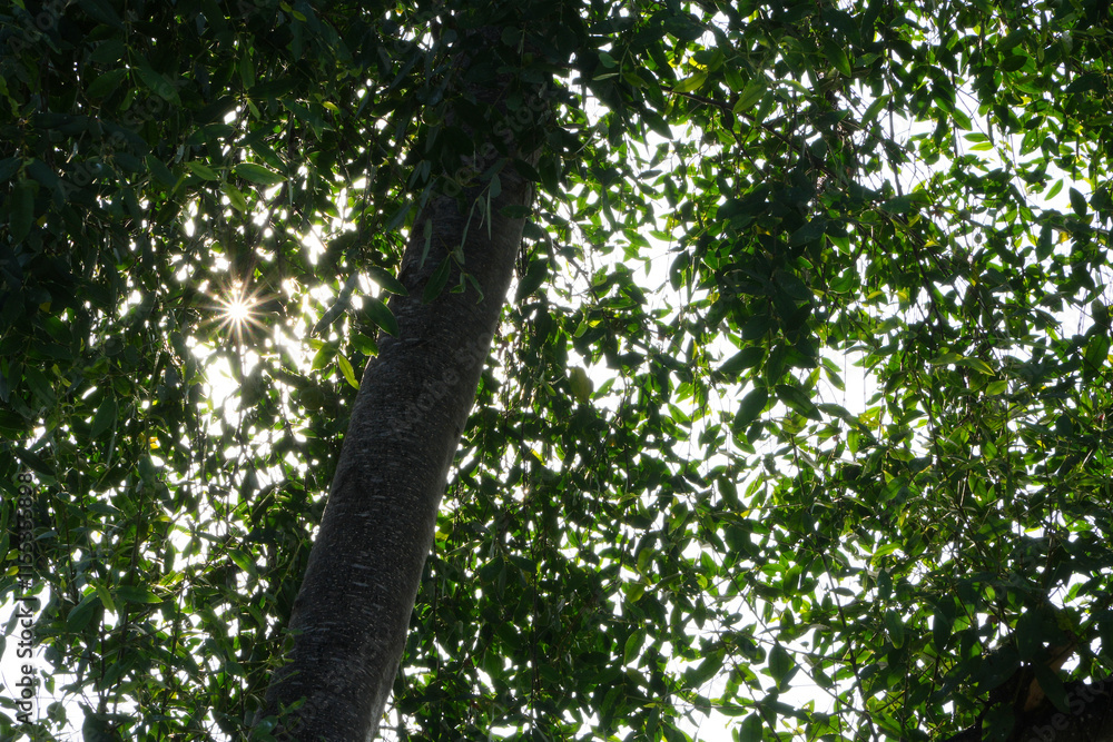 Looking up below the tree. Looking up below the tree.