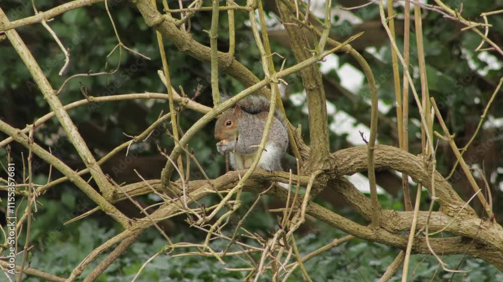 Grey Squirrel Time Lapse Eating A Nut Sat Perched On Tree Branch Daytime Windy UK England, Hertfordshire, Borehamwood Grey Squirrel Time Lapse Eating A Nut Sat Perched On Tree Branch Daytime Windy UK England, Hertfordshire, Borehamwood