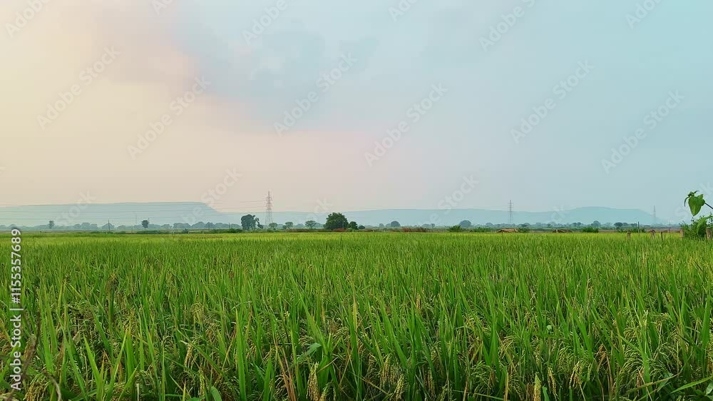 static shot of rice farm wide angle shot of rice farm or rice paddy static shot of rice farm wide angle shot of rice farm or rice paddy