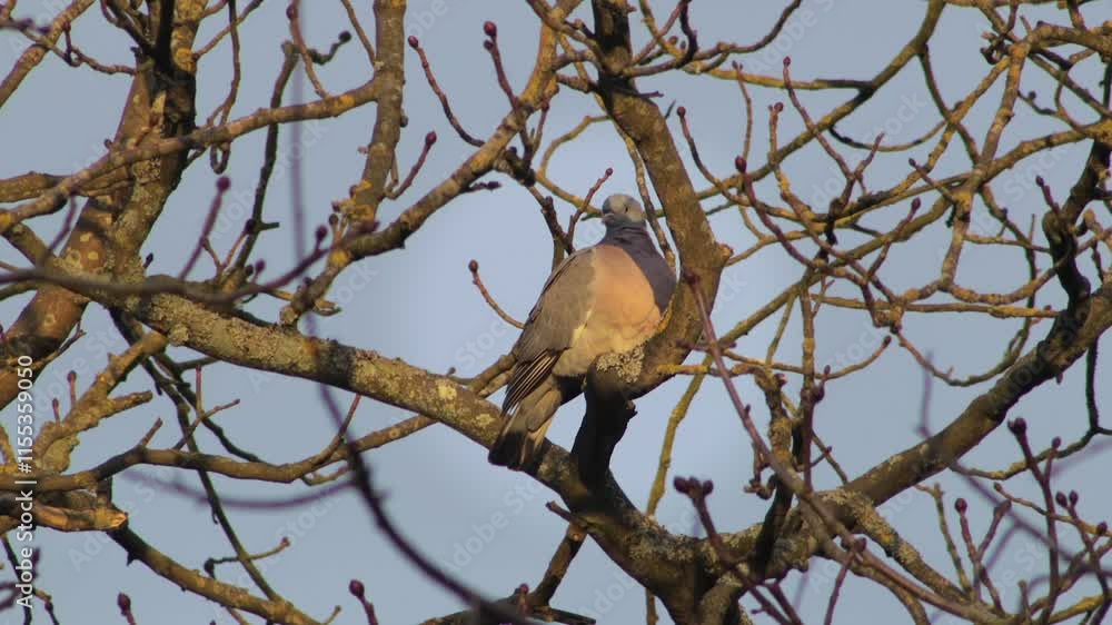 Wood Pigeon Perched On Tree Branch With No Leaves During Sunset WInter UK England Hertfordshire Borehamwood Wood Pigeon Perched On Tree Branch With No Leaves During Sunset WInter UK England Hertfordshire Borehamwood