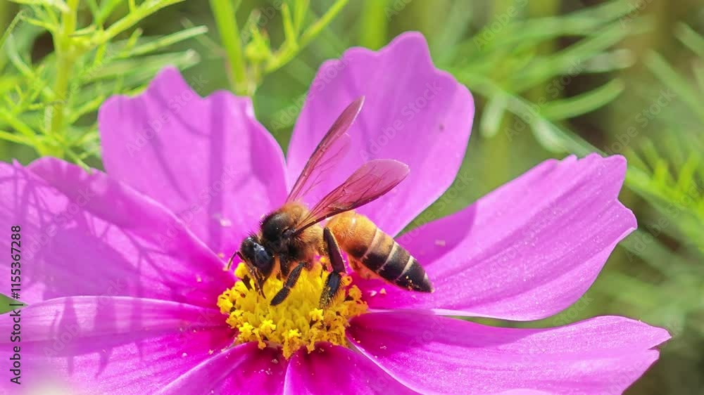 Cosmos flowers and bees on background Cosmos flowers and bees on background