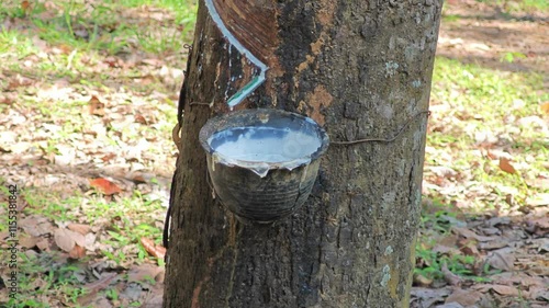 Rubber tapping water photo