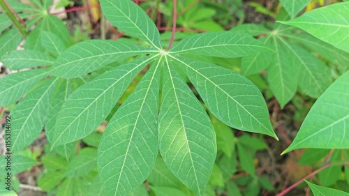 Wallpaper Mural Cassava leaves Torontodigital.ca