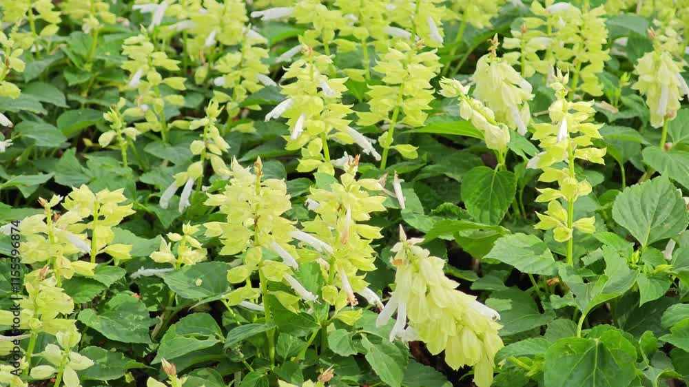 Beautiful yellow flowers on the background Beautiful yellow flowers on the background