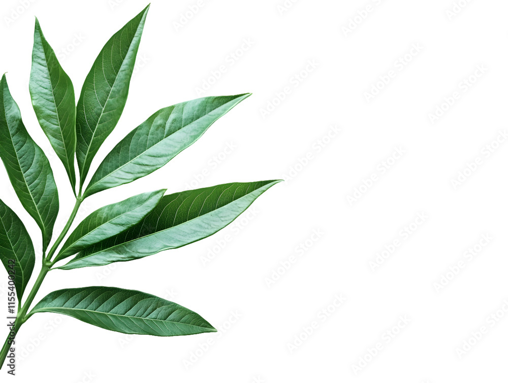 Green Plant Branch with Ovate Leaves Isolated On A White Background, PNG Transparent Green Plant Branch with Ovate Leaves Isolated On A White Background, PNG Transparent
