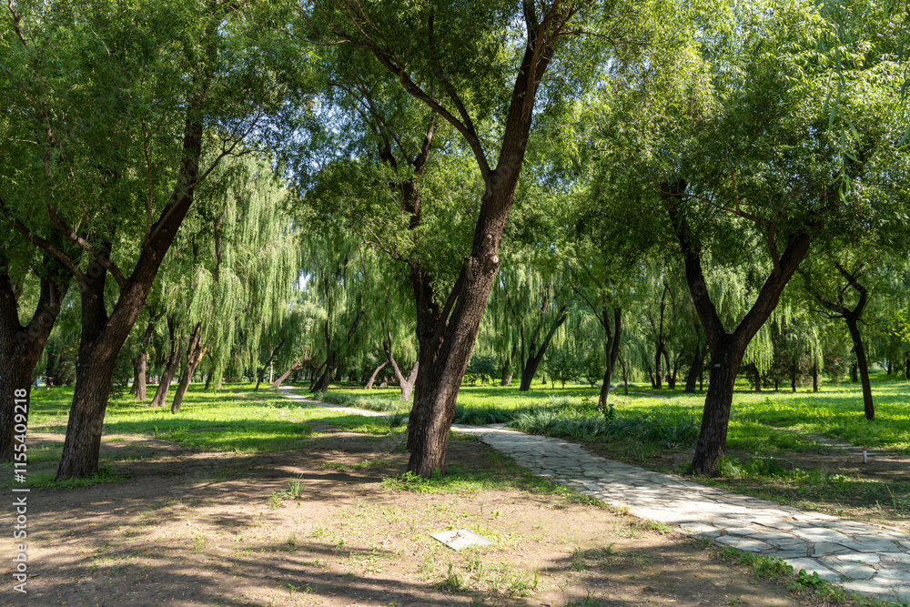 Forest of Cypress trees in Summer Palace, Beijing, China Forest of Cypress trees in Summer Palace, Beijing, China