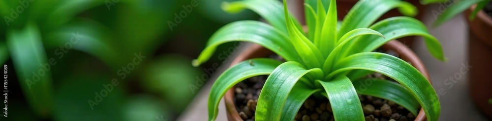Obraz premium Aerial view of Chlorophytum comosum Spider Plant in a pot, container, foliage, air plant
