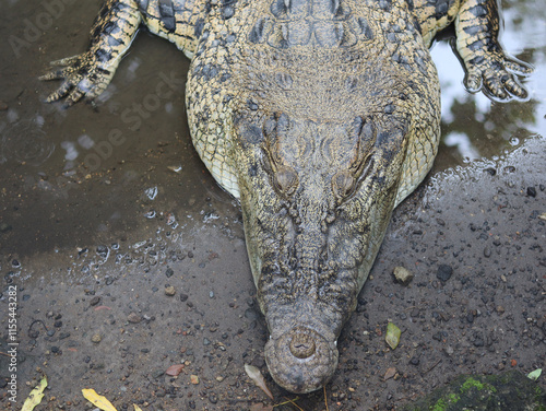 A photography of a alligator that sunbathing on the ground, photo