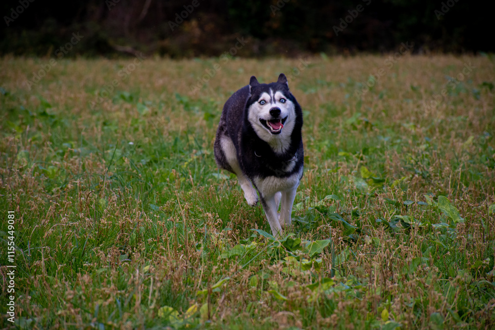 A playful husky runs through a grassy field. A playful husky runs through a grassy field.