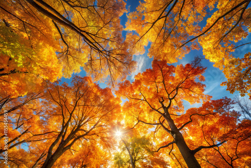 Autumn Leaves Canopy Bathing the Sky in Orange and Gold