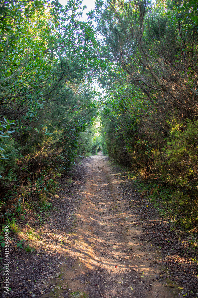 A dirt path winds through a tunnel of lush green foliage, dappled with sunlight. A dirt path winds through a tunnel of lush green foliage, dappled with sunlight.