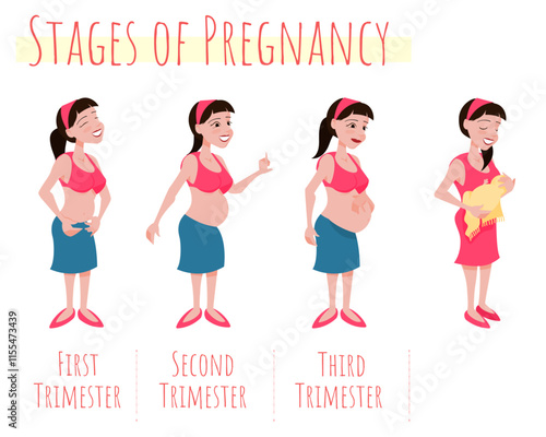 Stages of Pregnancy - development by Trimester