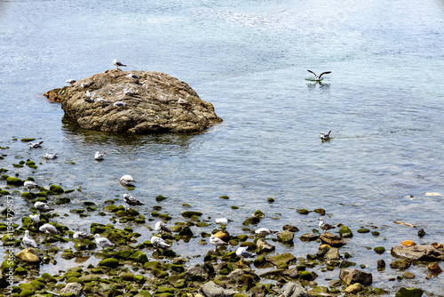 Several seagulls on the rocks of the coast. photo