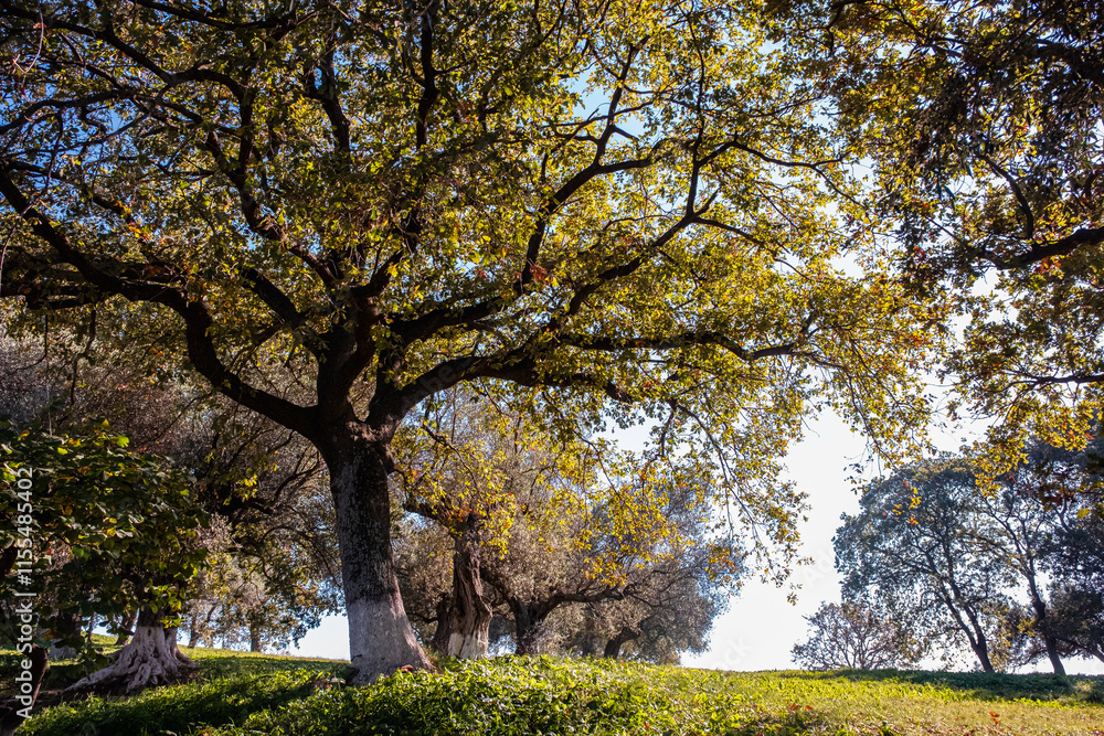 View of Oak Tree Background in Autumn. Bottom view of a big tree with green leaves in a garden. View of Oak Tree Background in Autumn. Bottom view of a big tree with green leaves in a garden.