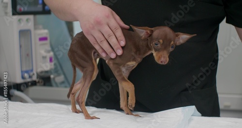 Fotografia A veterinarian in a black uniform carefully holds a small brown dog, examining its paw for injuries and providing proper care and treatment in a veterinary clinic