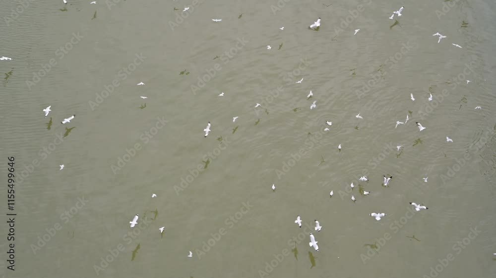 Flock of Birds Flying Over Calm Water in Natural Habitat Flock of Birds Flying Over Calm Water in Natural Habitat